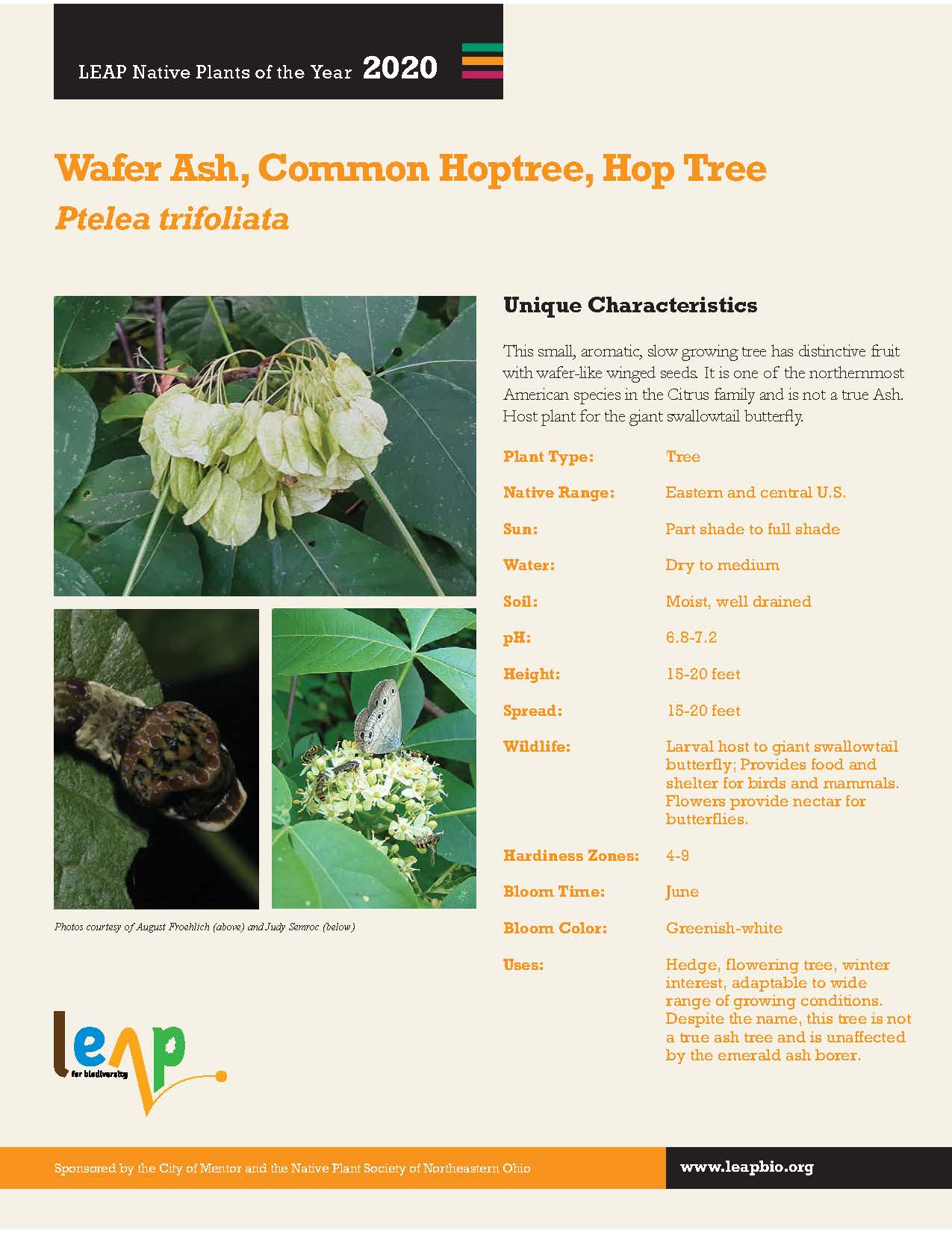 April 30: Wafer Ash, Common Hoptree, Hop Tree | GARDENOPOLIS Cleveland